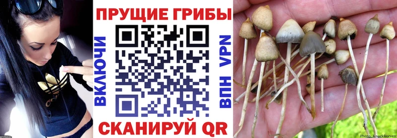 Псилоцибиновые грибы GOLDEN TEACHER Южа